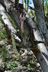 Tillandsia circinnatioides
