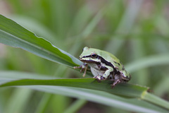Hyla eximia
