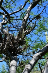 Tillandsia circinnatioides