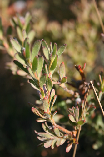Image of Diastella parilis by (c) Jacques van der Merwe, some rights reserved (CC BY-SA)