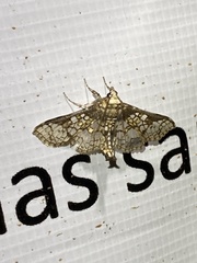 Megastes praxiteles
