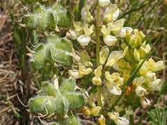 Lupinus densiflorus