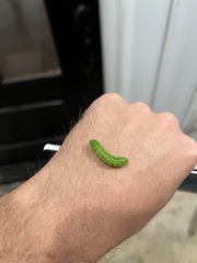 Trichoplusia ni