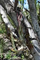 Tillandsia circinnatioides