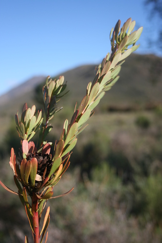 Image of Diastella parilis by (c) Jacques van der Merwe, some rights reserved (CC BY-SA)