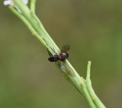 Entomophthora muscae