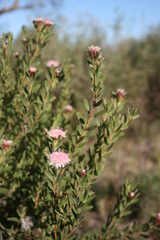 Diastella parilis, photograph (c) Jacques van der Merwe, some rights reserved (CC BY-SA)
