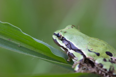 Hyla eximia