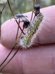 Noctuoidea