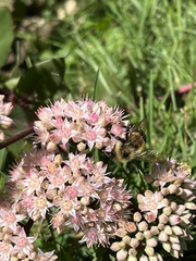 Bombus affinis
