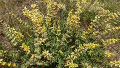 Lupinus densiflorus