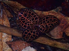 Anoectochilus