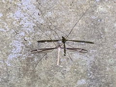 Tipula nova