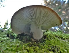Pluteus petasatus