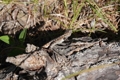 Sceloporus undulatus