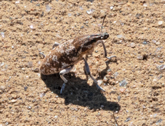 Cyphocleonus achates