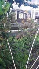 Oryctolagus cuniculus