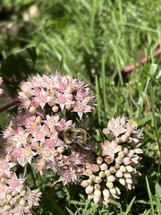 Bombus affinis