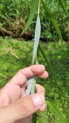 Salix babylonica
