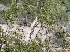 Dipsosaurus dorsalis