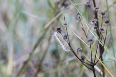 Noctuoidea