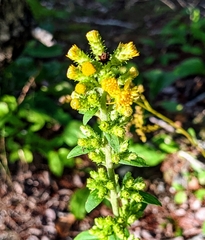 Solidago squarrosa