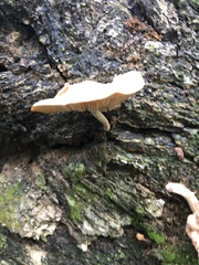 Pluteus longistriatus
