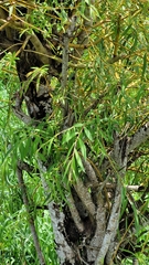 Salix babylonica
