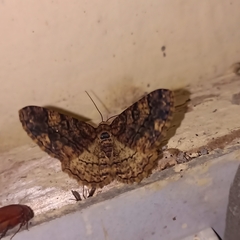 Uliura combustaria