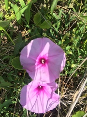 Ipomoea sagittata