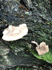 Pluteus longistriatus