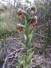 Pterostylis sanguinea