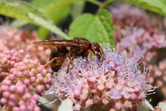 Vespa vivax
