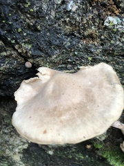 Pluteus longistriatus