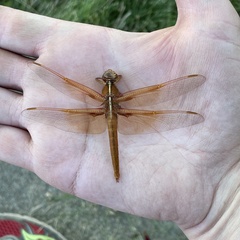 Libellula saturata