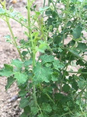 Adenophyllum speciosum