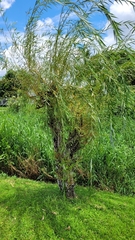 Salix babylonica