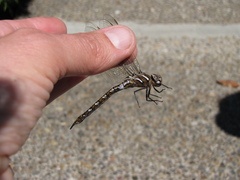Rhionaeschna californica