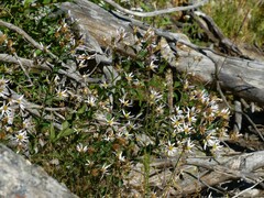 Eucephalus engelmannii