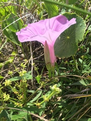 Ipomoea sagittata