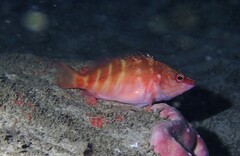 Hypoplectrodes maccullochi