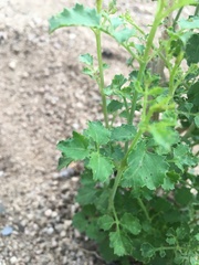 Adenophyllum speciosum