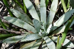Agave macroacantha