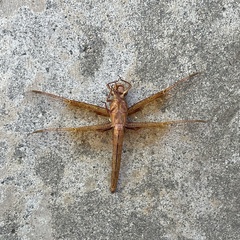 Libellula saturata