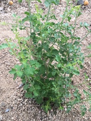 Adenophyllum speciosum