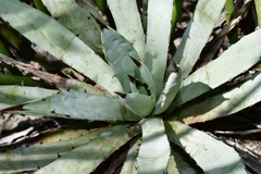 Agave macroacantha