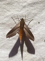 Xylophanes tersa