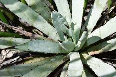 Agave macroacantha