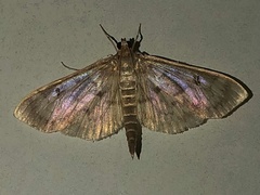 Herpetogramma thestealis