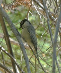 Poecile gambeli